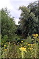 Broadway gravel pit nature reserve