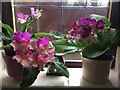 Streptocarpus Harlequin Dawn and Harlequin Purple