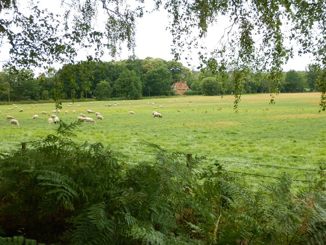 Field next to Red Cottage near Rapley Farm