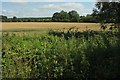 Farmland near Croome Farm