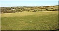 Pasture fields near Moorgate