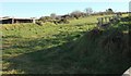 Barn, field and feeder near Pencarrow