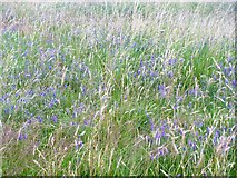 ST9262 : Blue flowers in the long grass by Michael Dibb