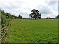 Equine pasture