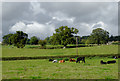 SJ3632 : Cattle grazing near Lower Frankton in Shropshire by Roger  D Kidd