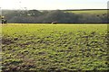 Cattle pasture west of Penrose