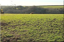 SX0875 : Cattle pasture west of Penrose by Derek Harper