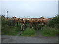 SW6635 : Cattle near Cargenwyn Croft by JThomas