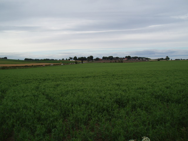 Field  towards  Dairsie