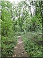 Eling, woodland path