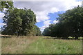 Avenue of horse chestnut trees on Bytham Riding