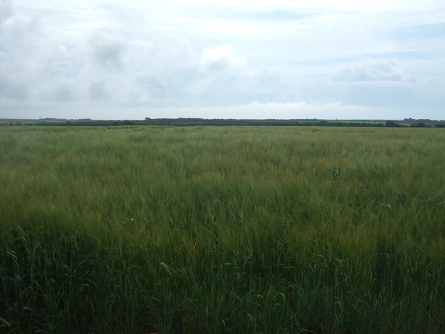 Cereal crop, St Buryan 