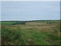 Grassland near Bosanketh Farm