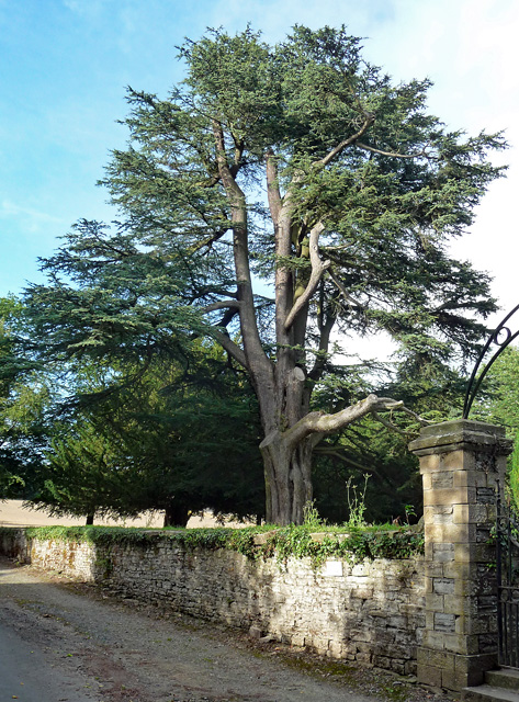 Cedar near Shobdon