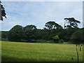 Cereal crop and woodland