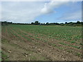 Crop field off the A30, Cockwells