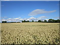 Autumn sown wheat nearly ready for harvesting