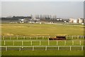 SX8771 : Newton Abbot Racecourse by N Chadwick