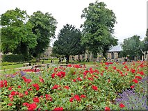 TF4609 : Roses in St Peter's & St Paul's Church gardens, Wisbech by Richard Humphrey