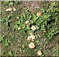 TG3203 : Fairy Ring Mushrooms (Marasimus oreades) by Evelyn Simak