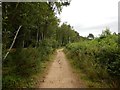 Chobham Common Footpath