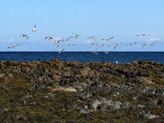 Sea birds off rocks, Vaul Bay