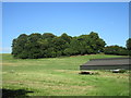 Plantation near Meadow Farm