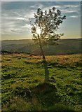 SK2581 : Small tree on the edge of Hathersage Moor by Neil Theasby