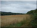 Cereal crop, Ruthdower