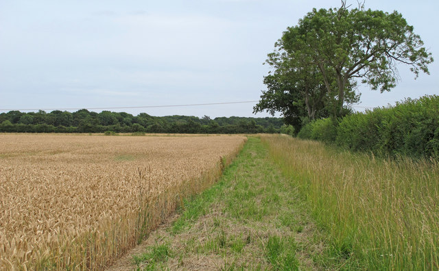 Field Margin on Wheat Field near Belgrove Farm, Henstead