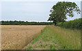 TM4885 : Field Margin on Wheat Field near Belgrove Farm, Henstead by Roger Jones