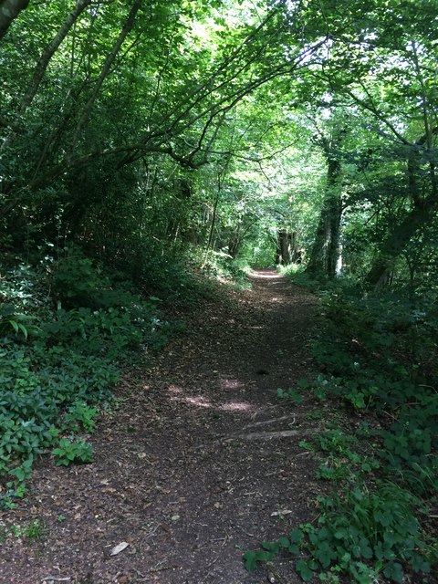Path in Midger Wood