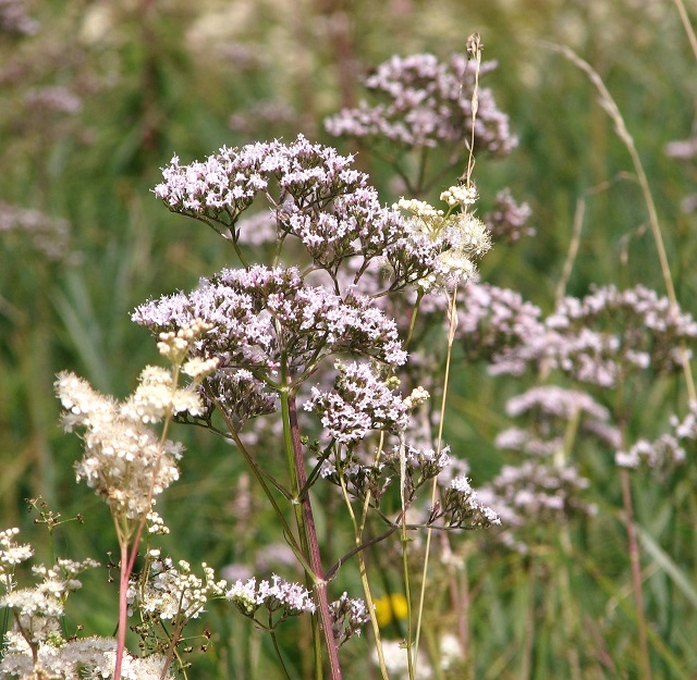 The Beck Meadow -  Meadowsweet and Valerian