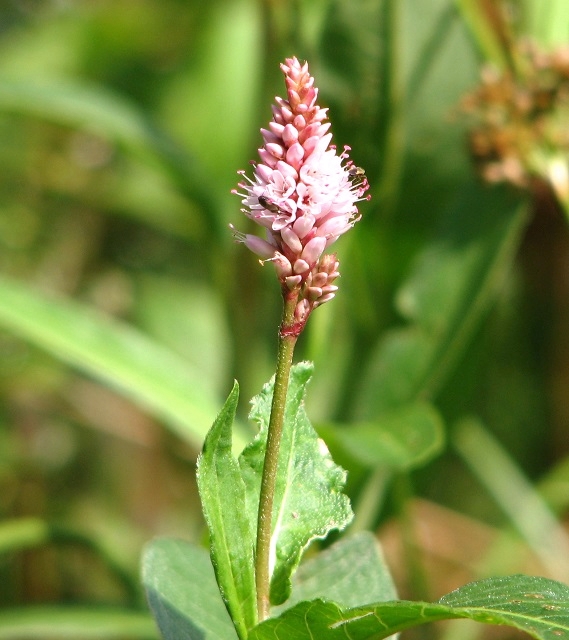 Amphibious bistort (Persicaria amphibia) © Evelyn Simak :: Geograph ...