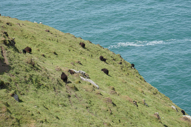 Sheep on Baggy Point