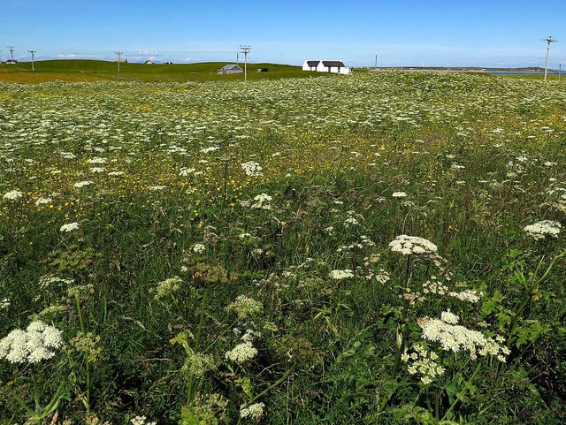 Flower-rich meadow at Gott
