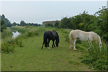 TF6115 : Horses along the Nar Valley Way by Mat Fascione
