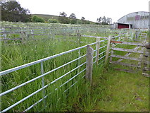 NC5803 : Overgrown sheep pens at Lairg auction Mart by Mick Crawley