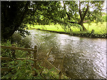 SU3226 : River Test, Mottisfont by David Dixon