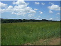 Cereal crop near Gweek