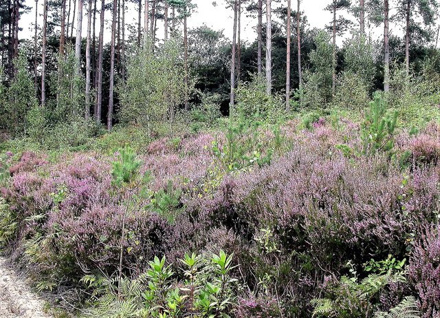 Heather and Scot's pines, Brede High Woods