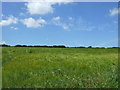 Cereal crop, Helland