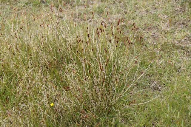 Black Bog-rush (Schoenus nigricans), Crussa Field