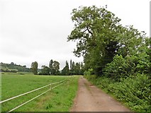 ST4833 : Track to Ivy Thorn Manor Farm by Roger Cornfoot