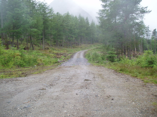 Forestry track in Glen Doll Forest