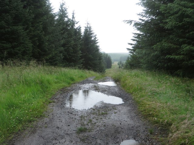 Forest track, Buck Bog
