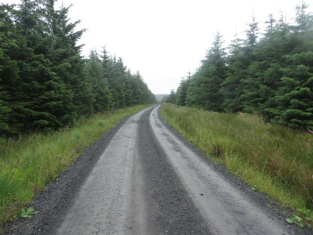 Forest Track in Wark Forest