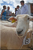 SX7793 : Cheriton Bishop : Sheep by Lewis Clarke