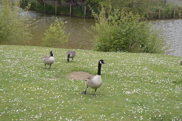 Geese, Dunorlan Park