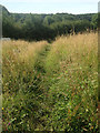 SK7730 : Uncut grassland near Stathern Wood by Kate Jewell